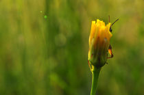 Hide and Seek with a Grasshopper von Tiberiu Calin  Gabor