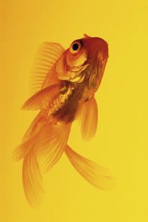 Yellow goldfish by Nicklas Wijkmark