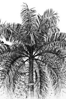 Jamaican palm tree von Stefan Antoni - StefAntoni.nl