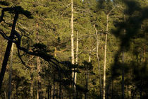 Deep old forest by Nicklas Wijkmark