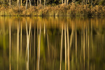 Mirrors on forest lake by Nicklas Wijkmark