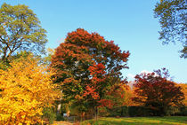 Goldener Herbst by Wolfgang Dufner