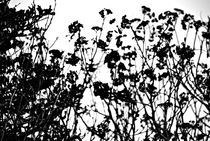 Black and White Foliage von Melanie Mayne