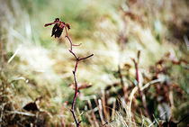 Red Leaf von Melanie Mayne