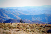 Roan Mountain 2 by Melanie Mayne