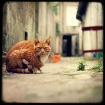 Le Chat dans l'Allée by Marc Loret