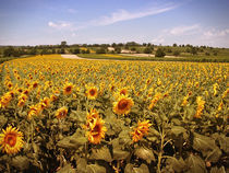 Sonnenblumen by Andreas Kaczmarek