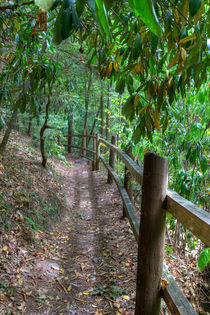 Fenced path von Irina Moskalev