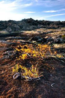 Icelandic Life v.1 von Amos Edana