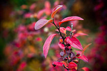 Autumn Colours in Reykjavik von Amos Edana