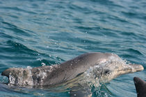 Ich kann auch springen! by Gesellschaft zur Rettung der Delphine e.V.