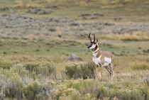 Prairie Pronghorn