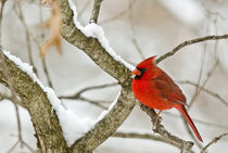 Cardinal on a Snow Covered Tree
