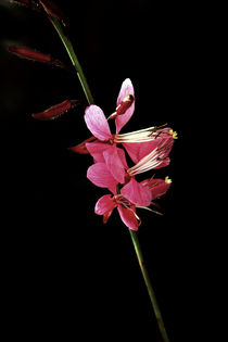 Schmetterlingsblume von blickpunkte