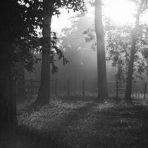 Sunlight trough the trees von erich-sacco