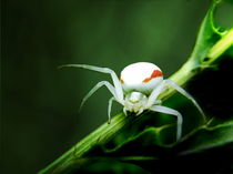 Spinne am Morgen von hannahhanszen