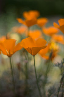 California poppies by Inna Merkish