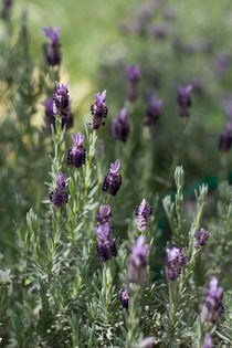 Lavender von Inna Merkish