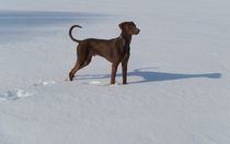 Ein Schneehund von hannahhanszen