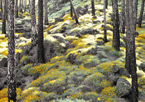 lichtstimmung im wald von ralf werner froelich