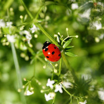 Lady in red by Silvie Schuster