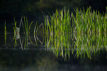 Grass Reflection by grimauxjordan