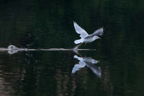 Gull take off von grimauxjordan