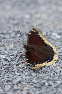 Mourning Cloak von grimauxjordan