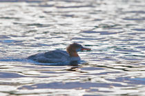 Common Merganser von grimauxjordan