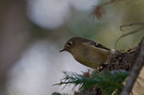 Yellow-bellied Flycatcher von grimauxjordan