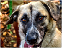 Portraiture of a dog von Maks Erlikh