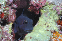 Blenny Maldives von Heike Loos