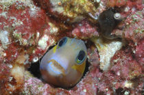 Blenny Maldives von Heike Loos