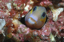 Blenny Maldives von Heike Loos