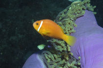 Anemonenfisch, maldivian anemonefish von Heike Loos