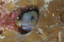 Blenny Maldives von Heike Loos