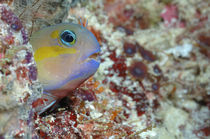 Blenny Maldives by Heike Loos