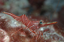 Tanzgarnele, Dancing Shrimp von Heike Loos