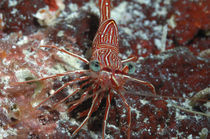 Dancing Shrimp, Tanzgarnele von Heike Loos