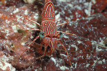 Tanzgarnele, Dancing Shrimp von Heike Loos