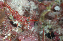 Dancing Shrimp, Tanzgarnele von Heike Loos