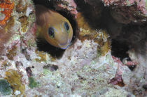 Blenny Maldives von Heike Loos