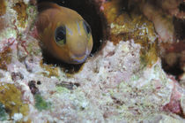 Blenny Maldives by Heike Loos