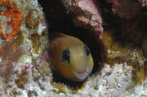 Blenny Maldives by Heike Loos