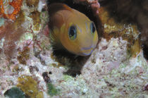 Blenny Maldives by Heike Loos