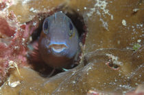 Blenny Maldives von Heike Loos