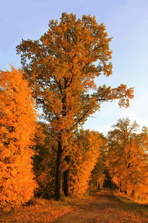 Golden Way von Wolfgang Dufner