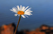 Letzte Blume im Herbst by Wolfgang Dufner