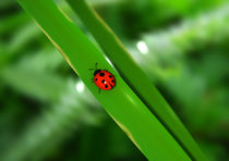 Ladybug on a leaf by Mark Seberini
