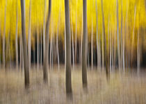 'abstract autumn cottonwood forest' von Ed Book